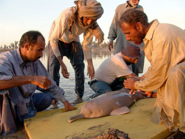 人們正在搶救一隻印河豚。