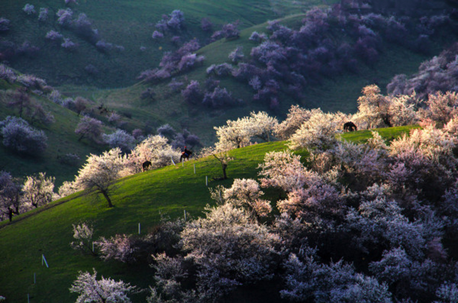 杏花山旅遊景點