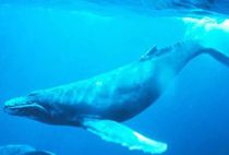 除了藍鯨以外，世界上第二大的動物是啥？