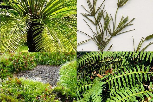 膜生植物 膜生植物