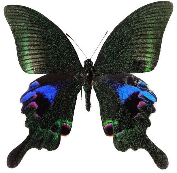 窄斑翠鳳蝶(圖2-雌蝶)
