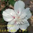 雞肉花 雞肉花
