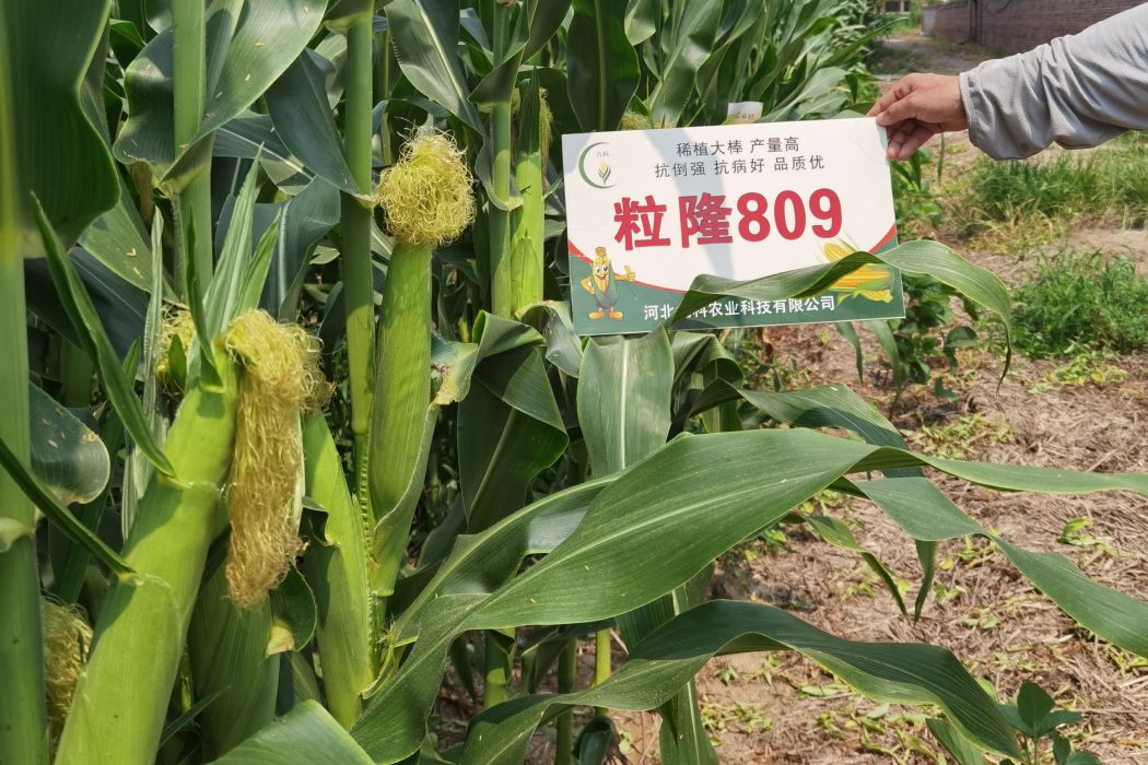粒隆809 粒隆809