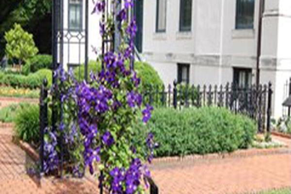Clematis \x27Jackmanii Superba\x27