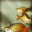 舌鱗魚 舌鱗魚