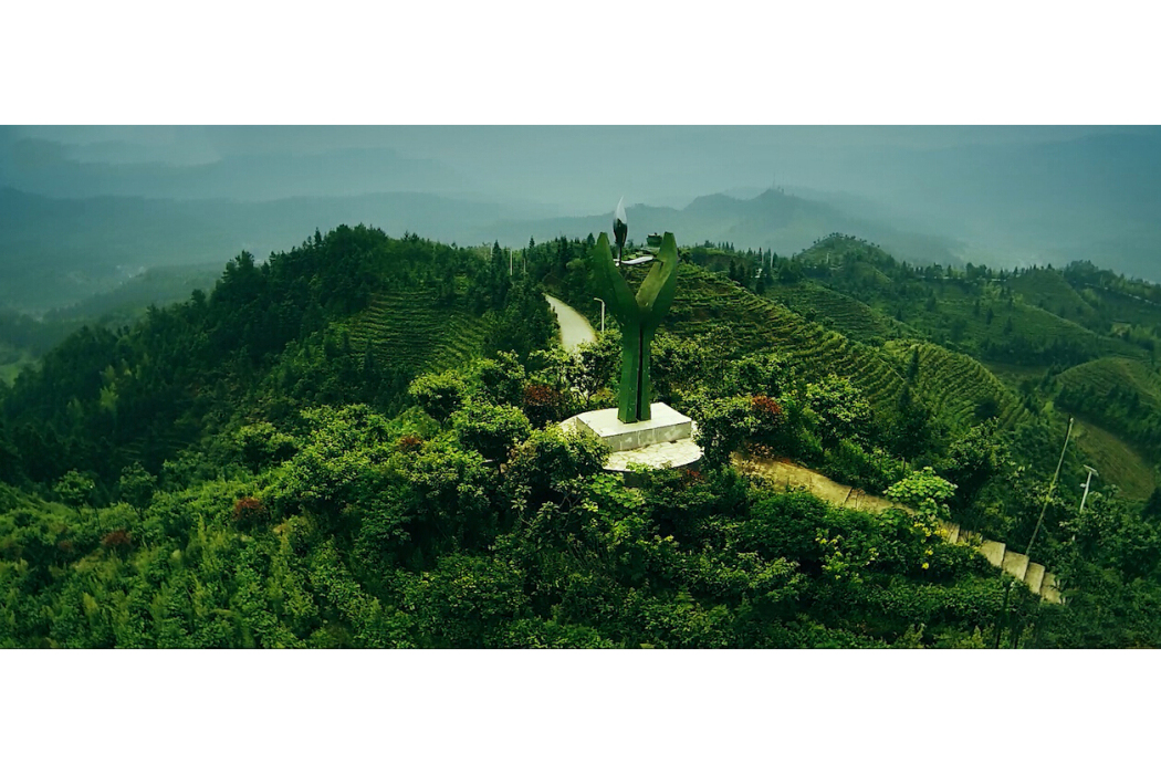 小葉茶 小葉茶