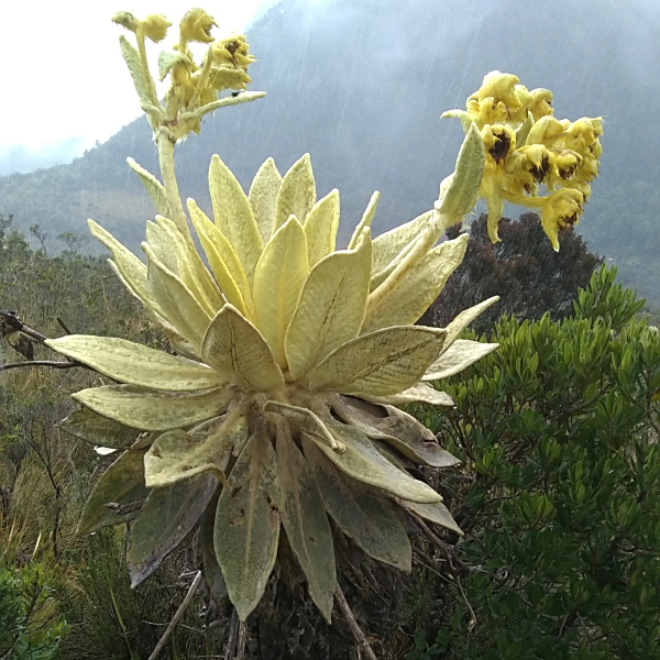 Espeletia barclayana