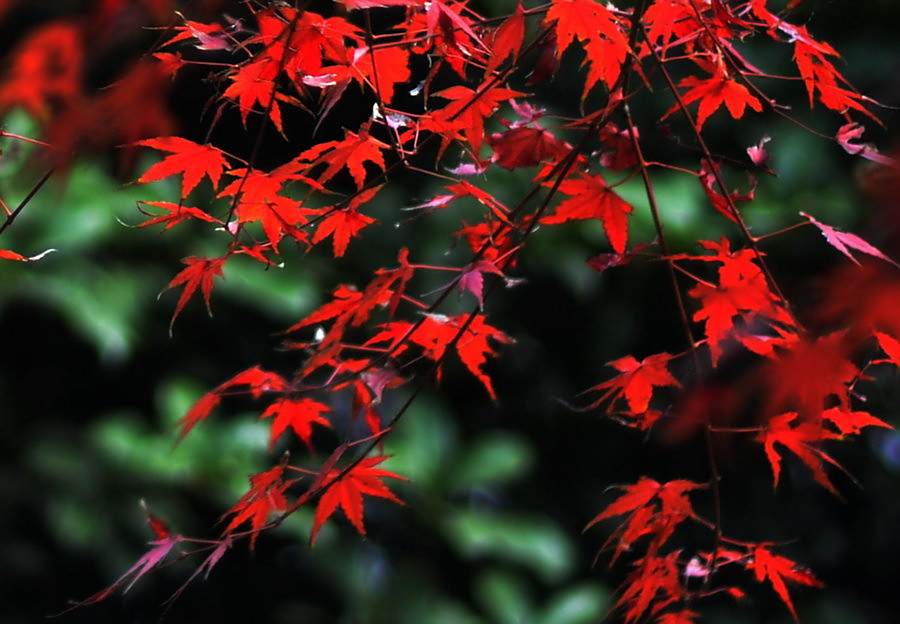 紅葉小糵 紅葉小糵