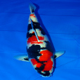 三色魚