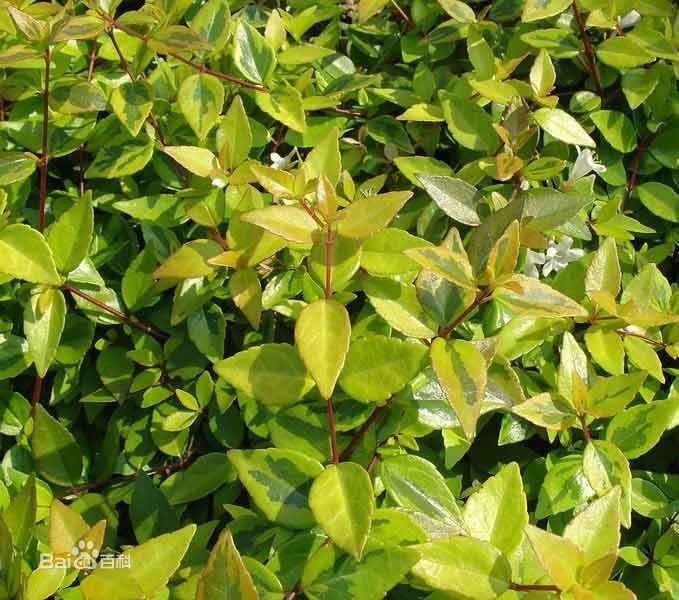 大對經草(藤黃科植物突脈金絲桃的全草) 大對經草(藤黃科植物突脈金絲桃的全草)