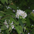 絨毛紫薇 絨毛紫薇