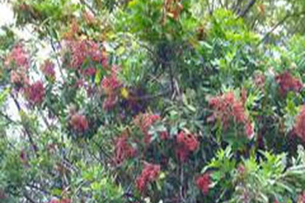 Schinus terebinthifolius