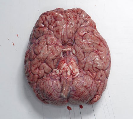 第二大腦(指腸道內的神經系統)