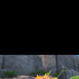 毛毛(小猴子(卡通片《熊出沒》系列配角)) 毛毛(小猴子(卡通片《熊出沒》系列配角))