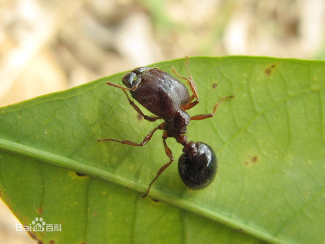 全異盲切葉蟻（Carebara diversa）的兵蟻（攝於野外）