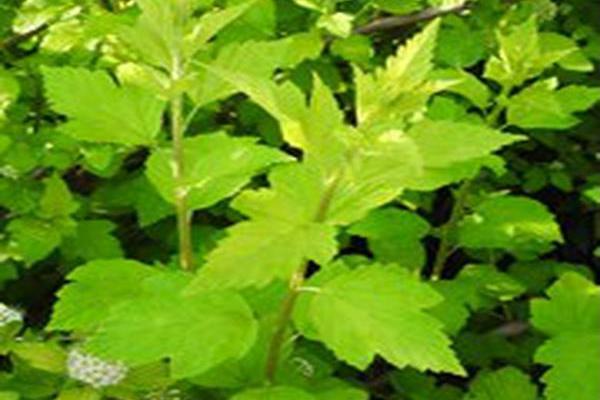 Physocarpus opulifolius \x27Dart\x27s Gold\x27 Physocarpus opulifolius \x27Dart\x27s Gold\x27