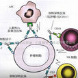 中性粒細胞抗原