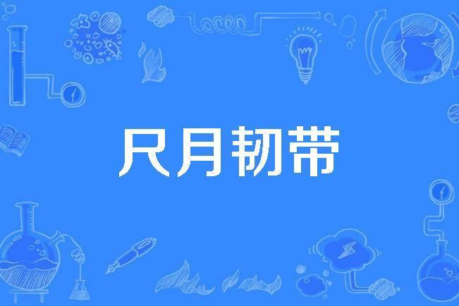 尺月韌帶 尺月韌帶