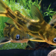 黃顙魚(細體鮠) 黃顙魚(細體鮠)