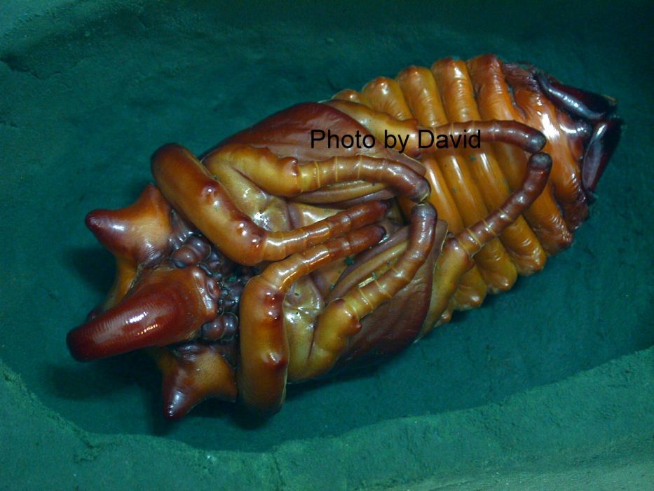 桑大象蟲 桑大象蟲