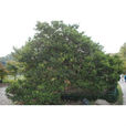 黃楊(無患子目黃楊科植物)