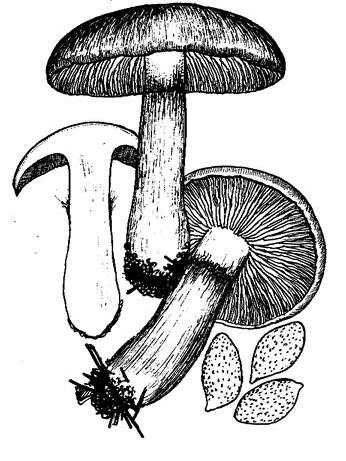 大絲膜菌 大絲膜菌