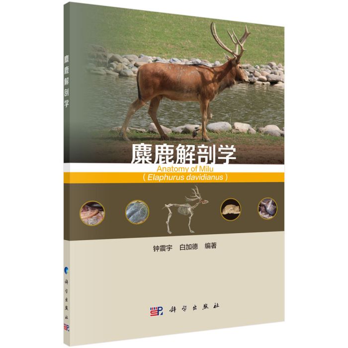 麋鹿解剖學 麋鹿解剖學
