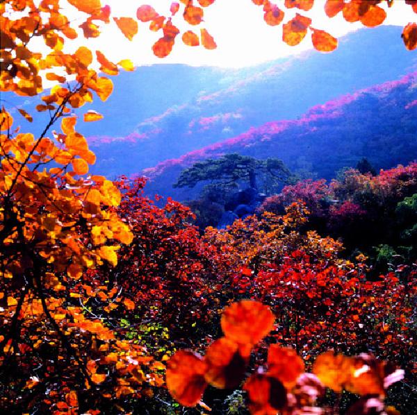 香山紅葉(風景)