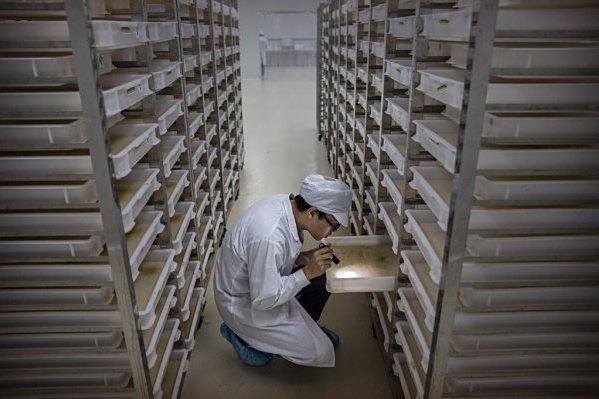 蚊子工廠 蚊子工廠