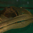 長身肺魚 長身肺魚