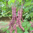 紫架豆 紫架豆
