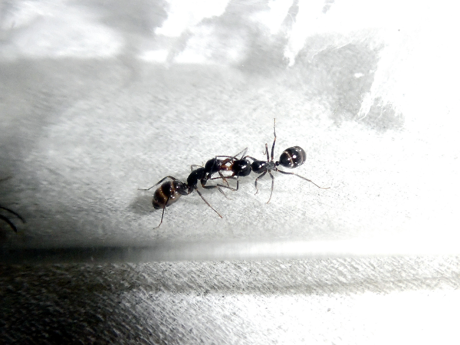 弗里德弓背蟻（Camponotus friedae）的工蟻正在交換食物