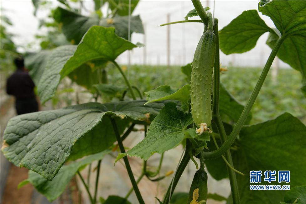 低碳生物 低碳生物