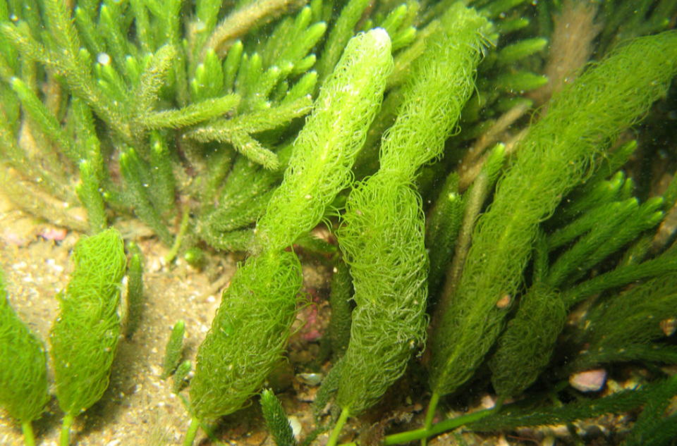 水網藻科