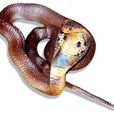 角響尾蛇(蛇類)