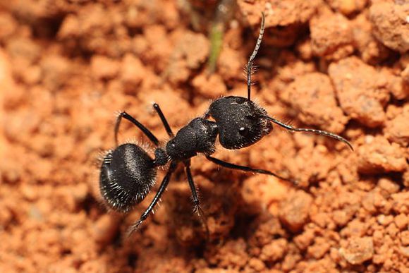 沃斯曼弓背蟻（Camponotuswasmanni）的大型工蟻