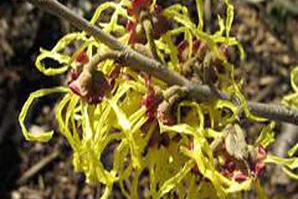 Hamamelis × intermedia \x27Early Bird\x27 Hamamelis × intermedia \x27Early Bird\x27