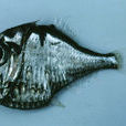 三燭光魚