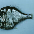 三燭光魚 三燭光魚