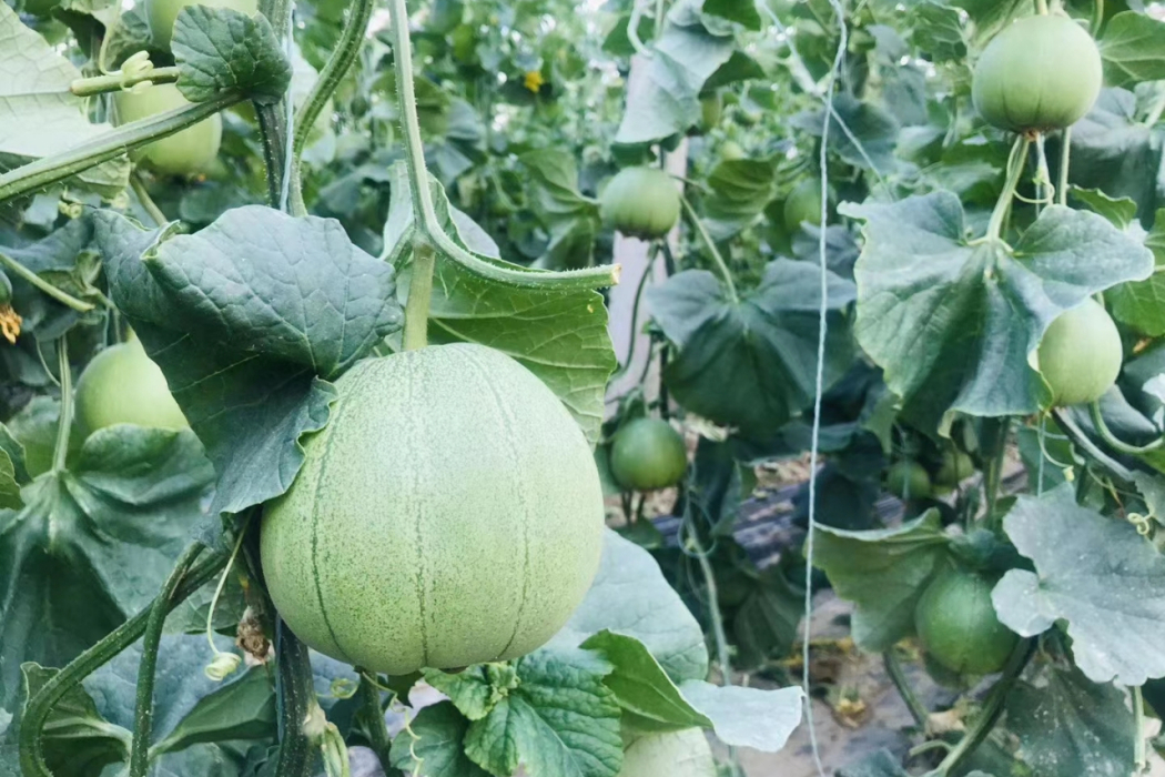 西州蜜三號 西州蜜三號