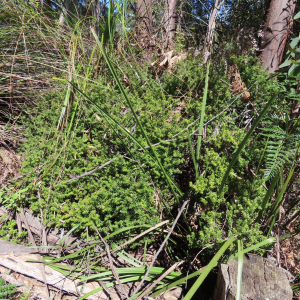 Acrotriche leucocarpa