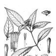 綠春蛇根草 綠春蛇根草