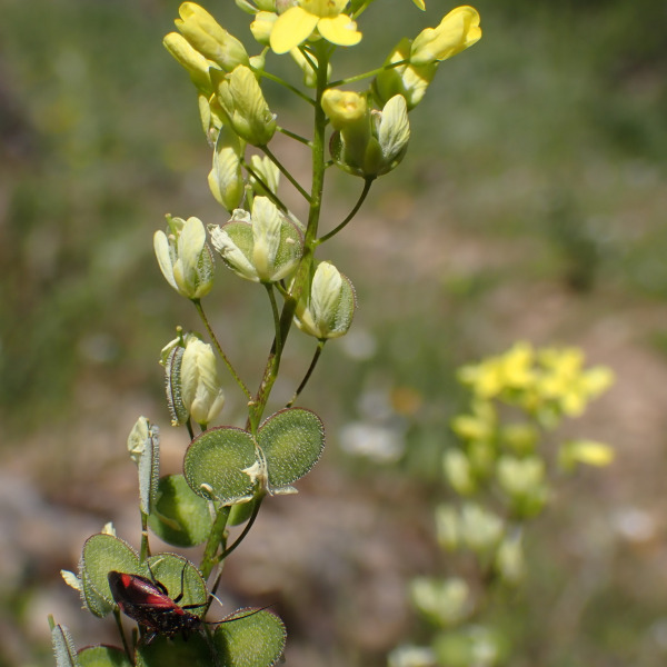 Biscutella lyrata