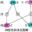ZW ZW