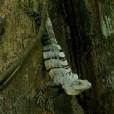 黑刺尾鬣蜥