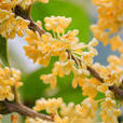 金桂花 金桂花