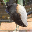 灰翅喇叭鳥 灰翅喇叭鳥