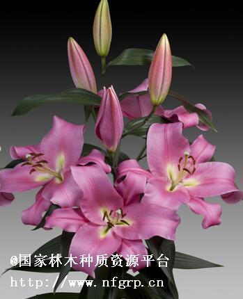 瓜迪亞 瓜迪亞