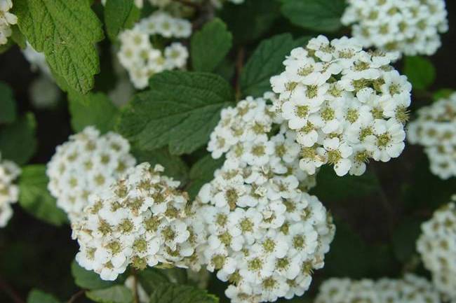 密毛毛鱗菊 密毛毛鱗菊