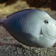 短喙鼻魚 短喙鼻魚